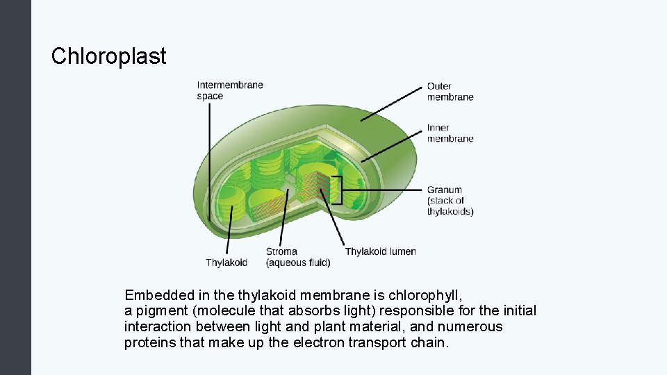 Chloroplast Embedded in the thylakoid membrane is chlorophyll, a pigment (molecule that absorbs light)