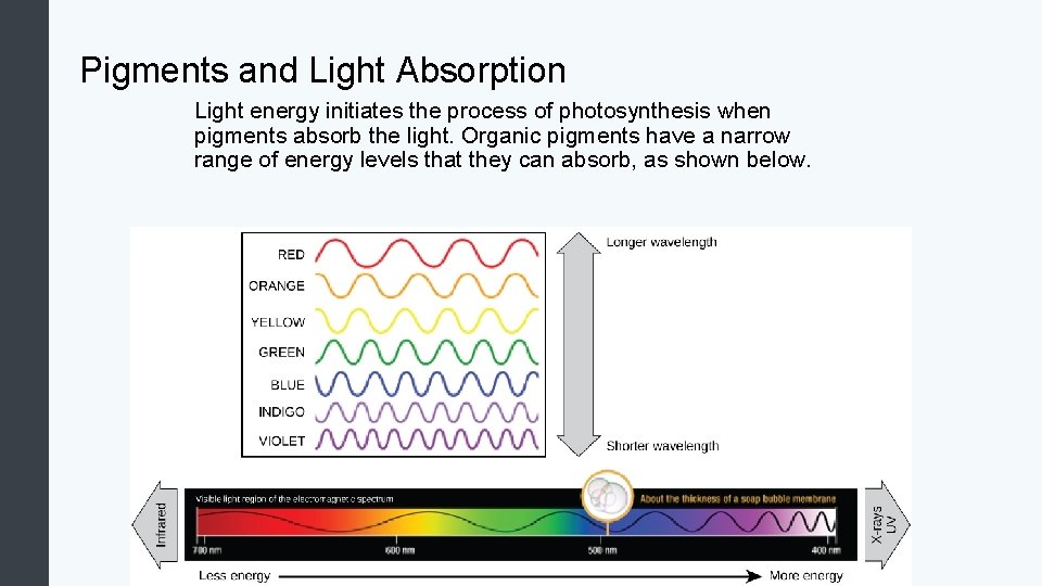 Pigments and Light Absorption Light energy initiates the process of photosynthesis when pigments absorb