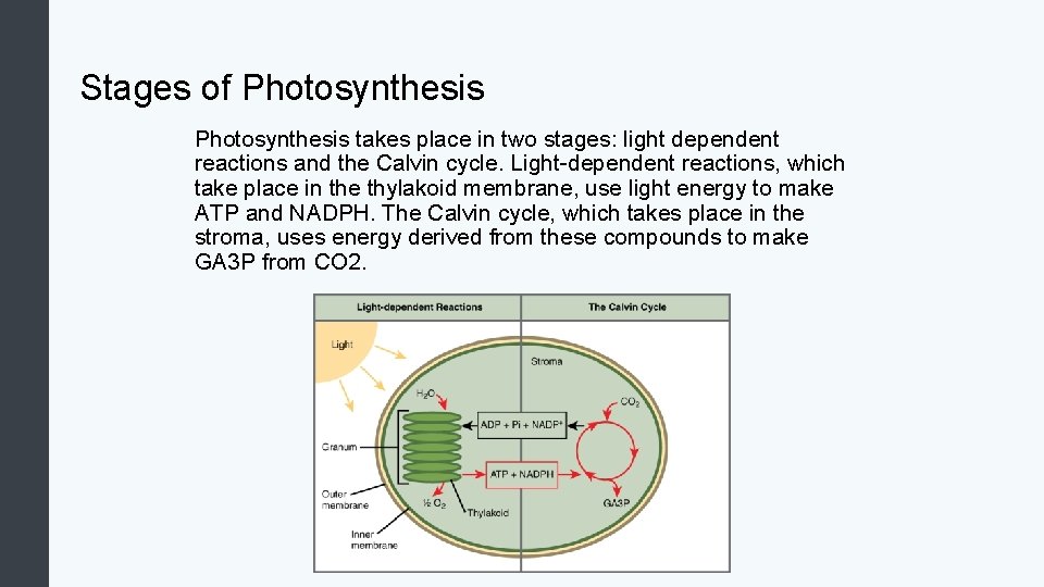 Stages of Photosynthesis takes place in two stages: light dependent reactions and the Calvin