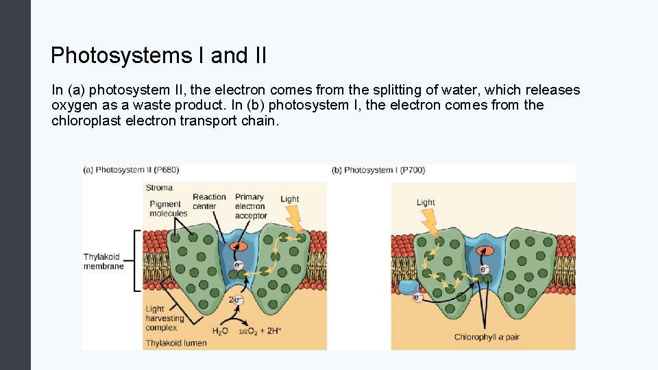 Photosystems I and II In (a) photosystem II, the electron comes from the splitting