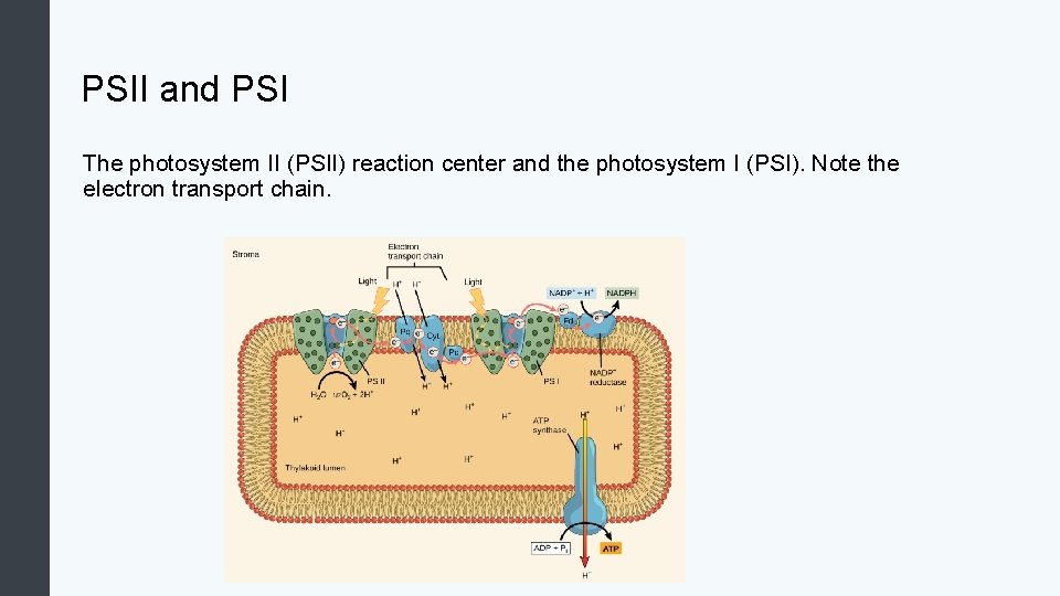 PSII and PSI The photosystem II (PSII) reaction center and the photosystem I (PSI).