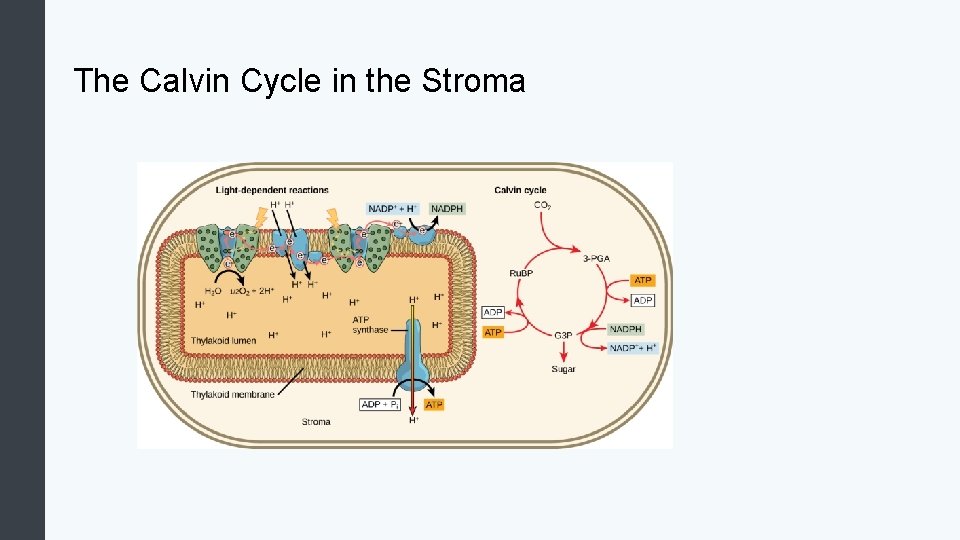 The Calvin Cycle in the Stroma 