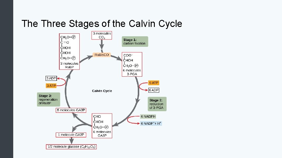 The Three Stages of the Calvin Cycle 