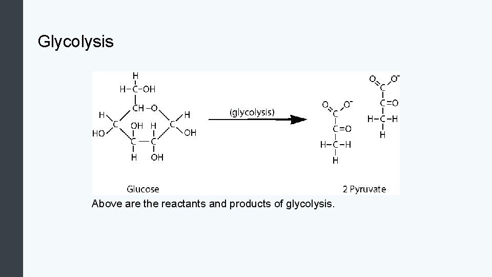 Glycolysis Above are the reactants and products of glycolysis. 