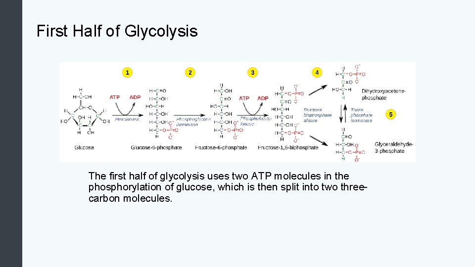 First Half of Glycolysis The first half of glycolysis uses two ATP molecules in