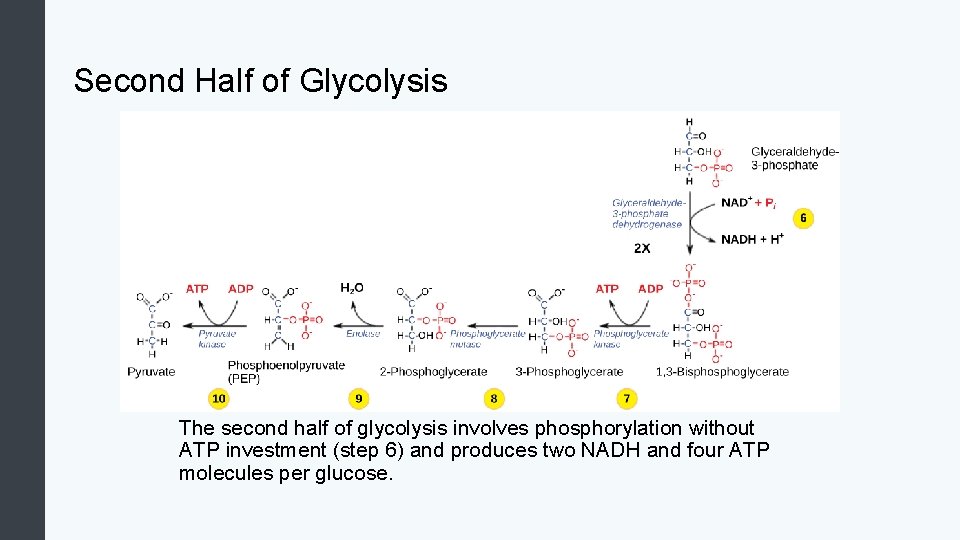 Second Half of Glycolysis The second half of glycolysis involves phosphorylation without ATP investment