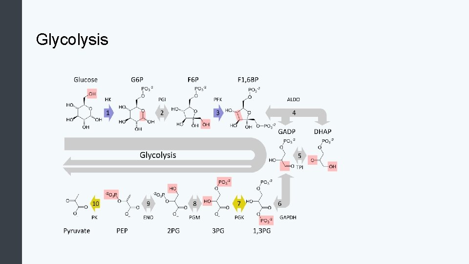 Glycolysis 