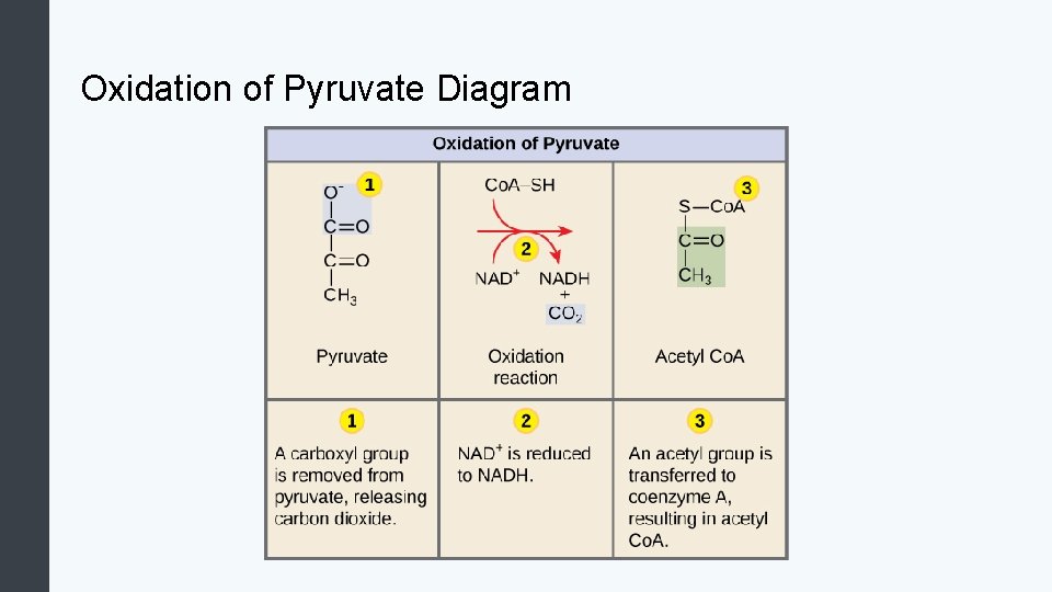 Oxidation of Pyruvate Diagram 