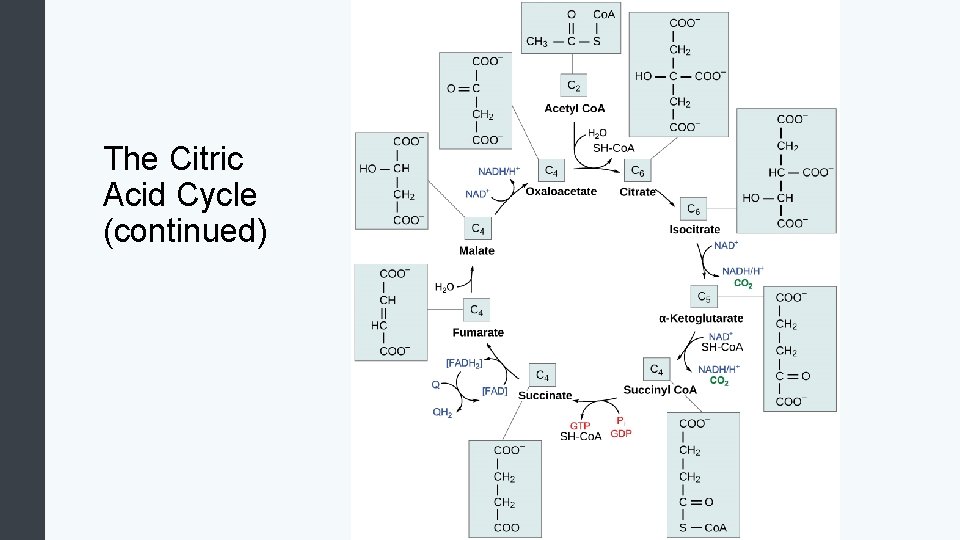 The Citric Acid Cycle (continued) 