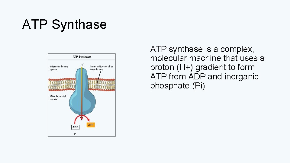 ATP Synthase ATP synthase is a complex, molecular machine that uses a proton (H+)