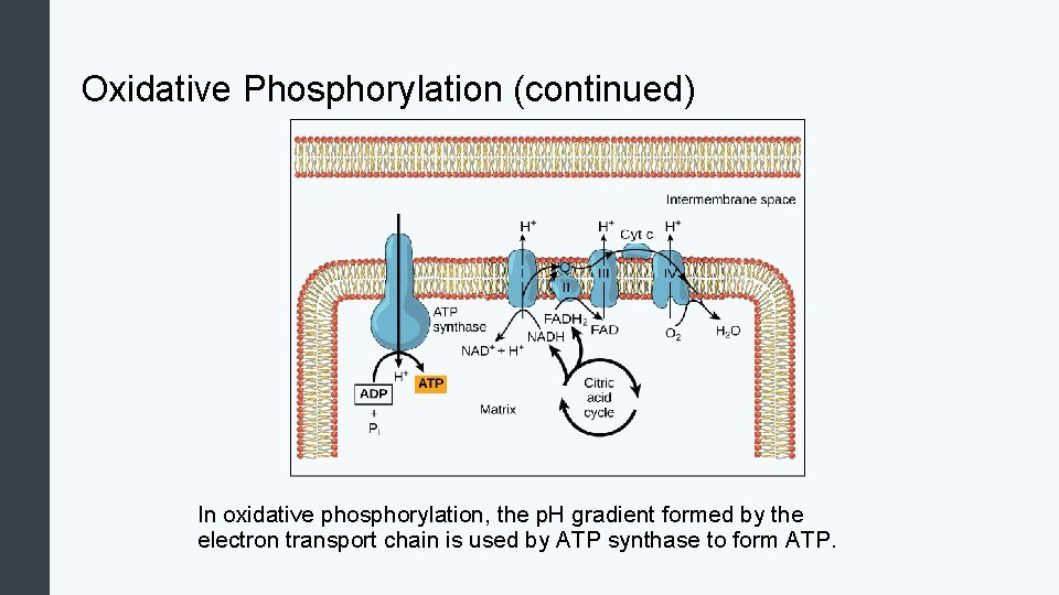 Oxidative Phosphorylation (continued) In oxidative phosphorylation, the p. H gradient formed by the electron