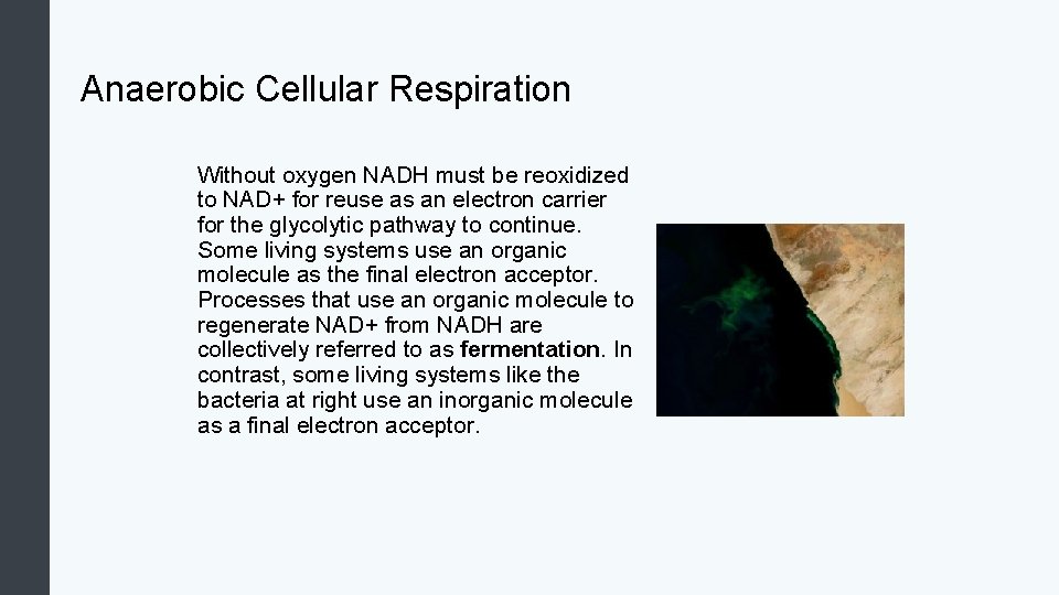 Anaerobic Cellular Respiration Without oxygen NADH must be reoxidized to NAD+ for reuse as