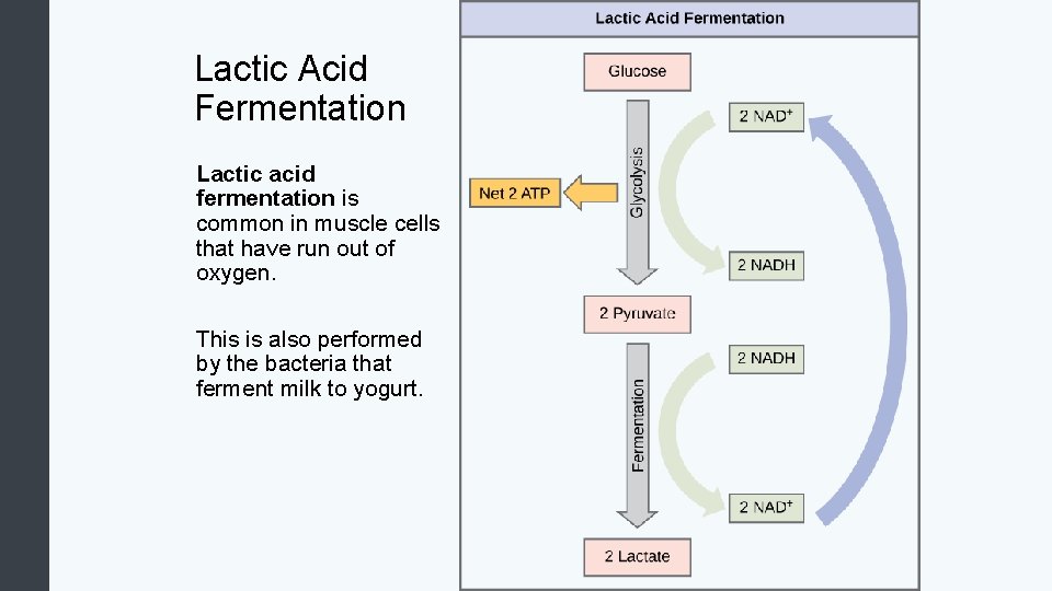 Lactic Acid Fermentation Lactic acid fermentation is common in muscle cells that have run