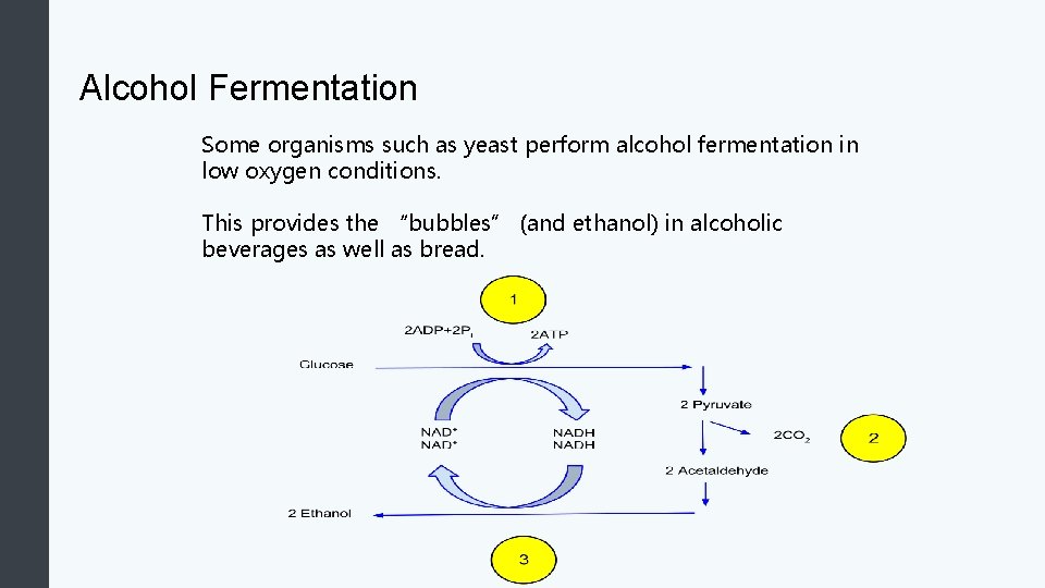 Alcohol Fermentation Some organisms such as yeast perform alcohol fermentation in low oxygen conditions.