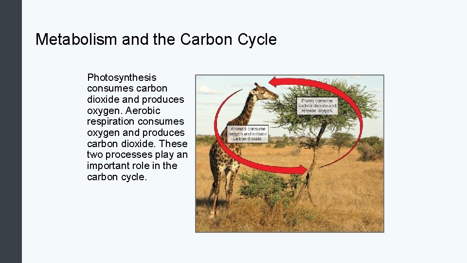 Metabolism and the Carbon Cycle Photosynthesis consumes carbon dioxide and produces oxygen. Aerobic respiration