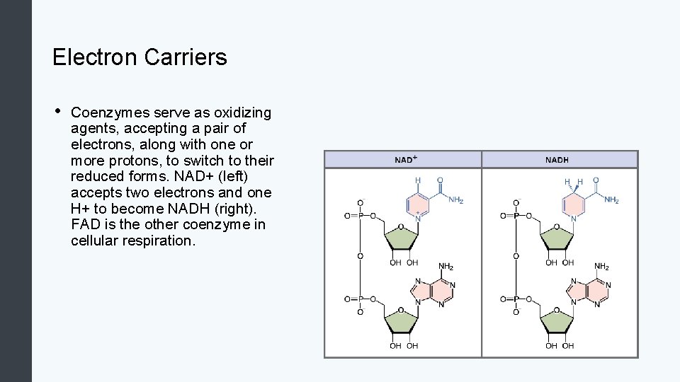 Electron Carriers • Coenzymes serve as oxidizing agents, accepting a pair of electrons, along