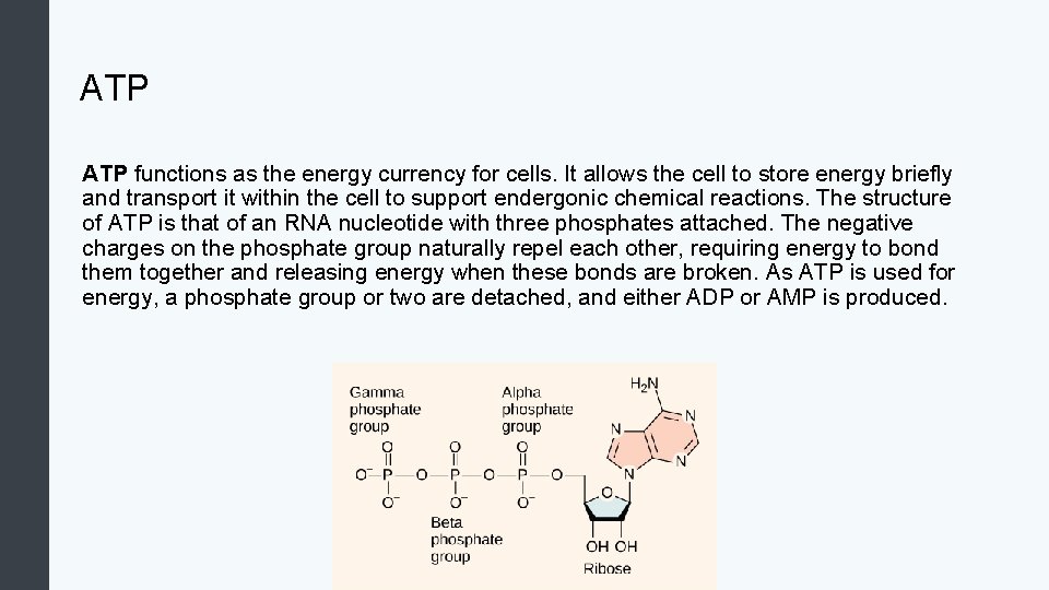 ATP functions as the energy currency for cells. It allows the cell to store