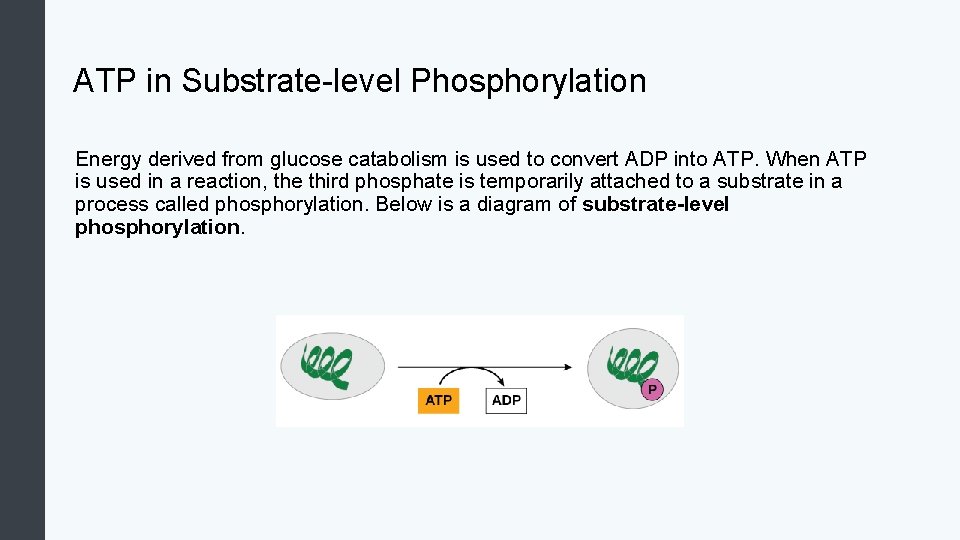 ATP in Substrate-level Phosphorylation Energy derived from glucose catabolism is used to convert ADP