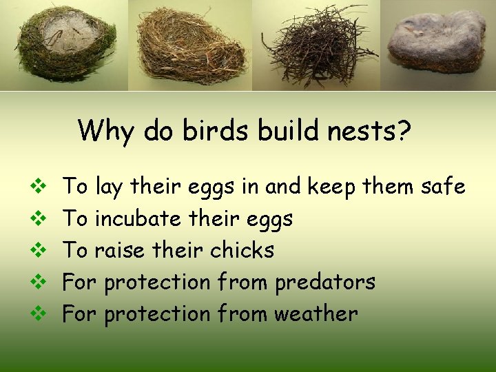 Why do birds build nests? v v v To lay their eggs in and