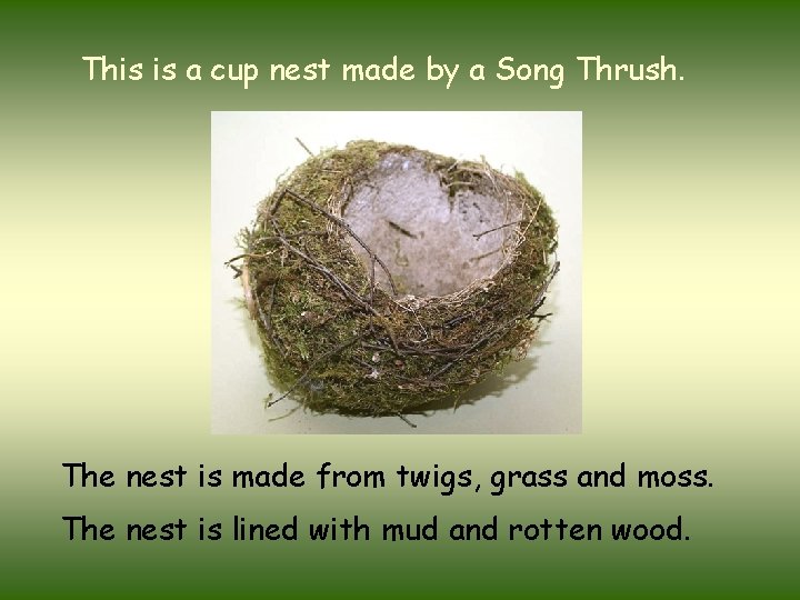 This is a cup nest made by a Song Thrush. The nest is made