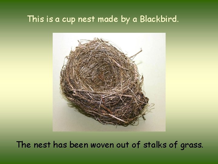 This is a cup nest made by a Blackbird. The nest has been woven