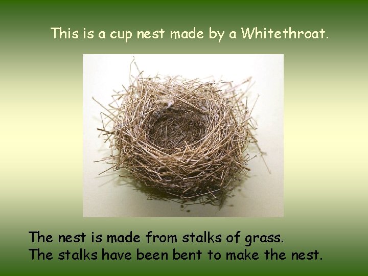This is a cup nest made by a Whitethroat. The nest is made from