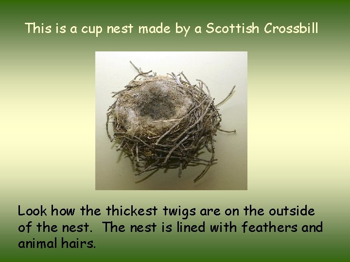 This is a cup nest made by a Scottish Crossbill Look how the thickest