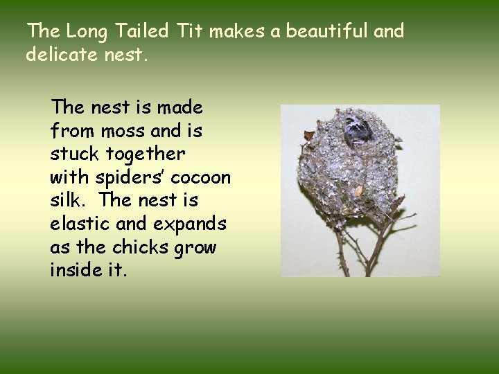 The Long Tailed Tit makes a beautiful and delicate nest. The nest is made