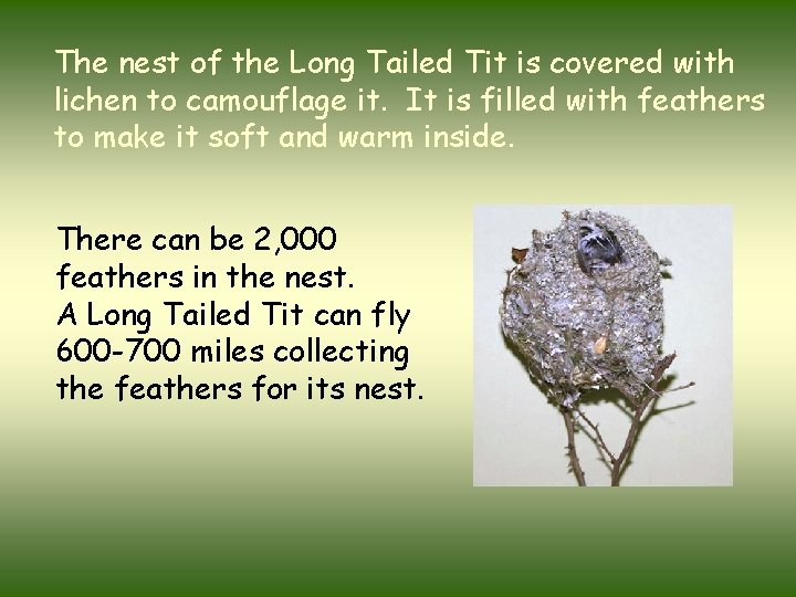 The nest of the Long Tailed Tit is covered with lichen to camouflage it.