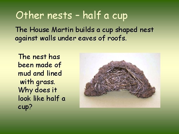 Other nests – half a cup The House Martin builds a cup shaped nest
