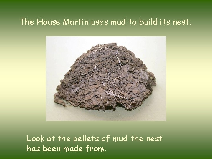 The House Martin uses mud to build its nest. Look at the pellets of