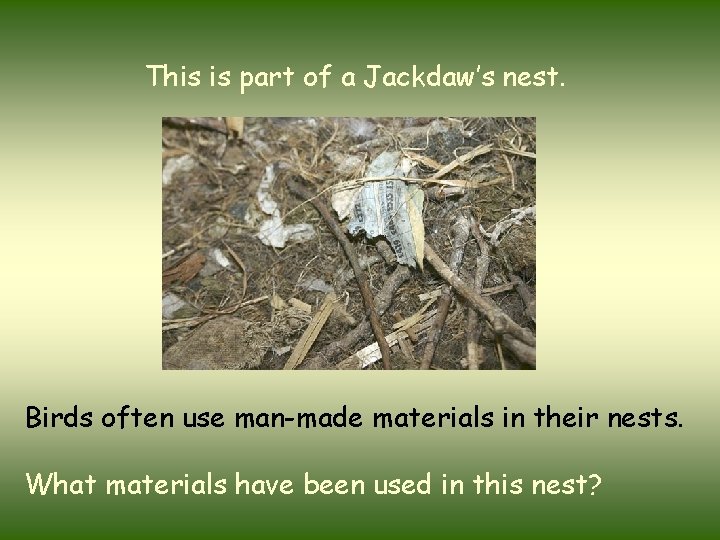 This is part of a Jackdaw’s nest. Birds often use man-made materials in their