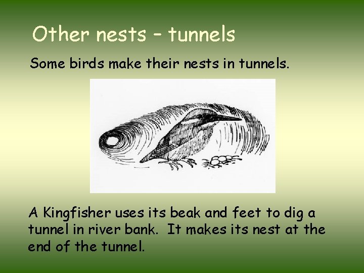 Other nests – tunnels Some birds make their nests in tunnels. A Kingfisher uses