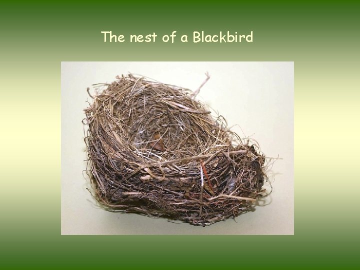 The nest of a Blackbird 