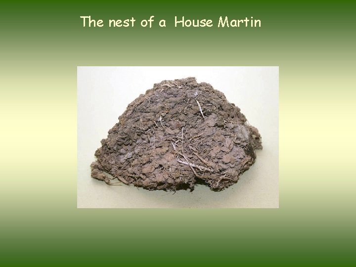 The nest of a House Martin 