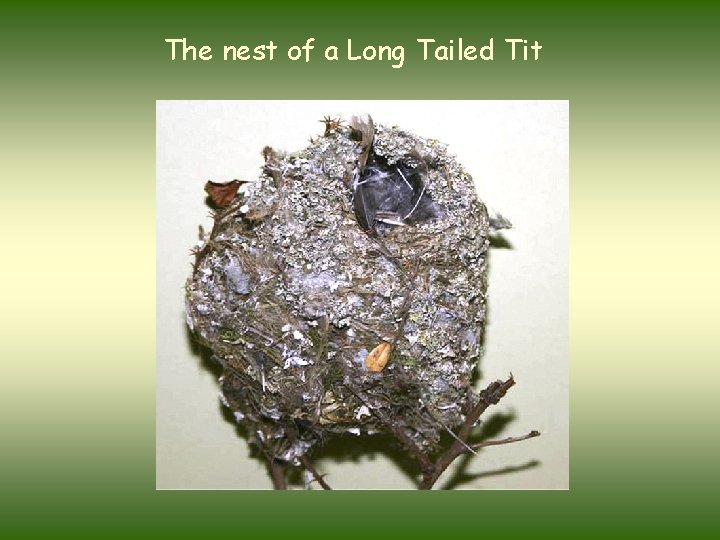 The nest of a Long Tailed Tit 