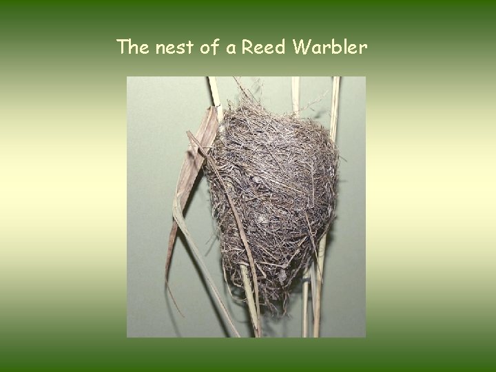 The nest of a Reed Warbler 