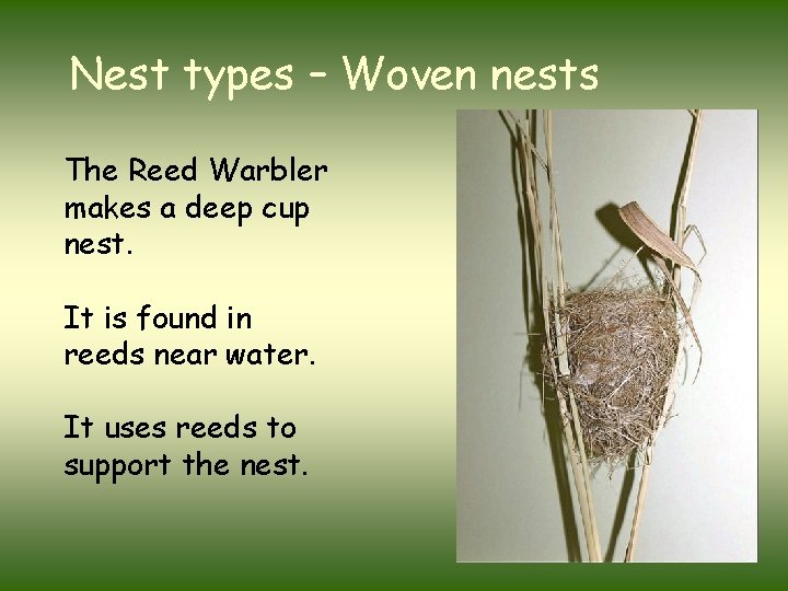 Nest types – Woven nests The Reed Warbler makes a deep cup nest. It