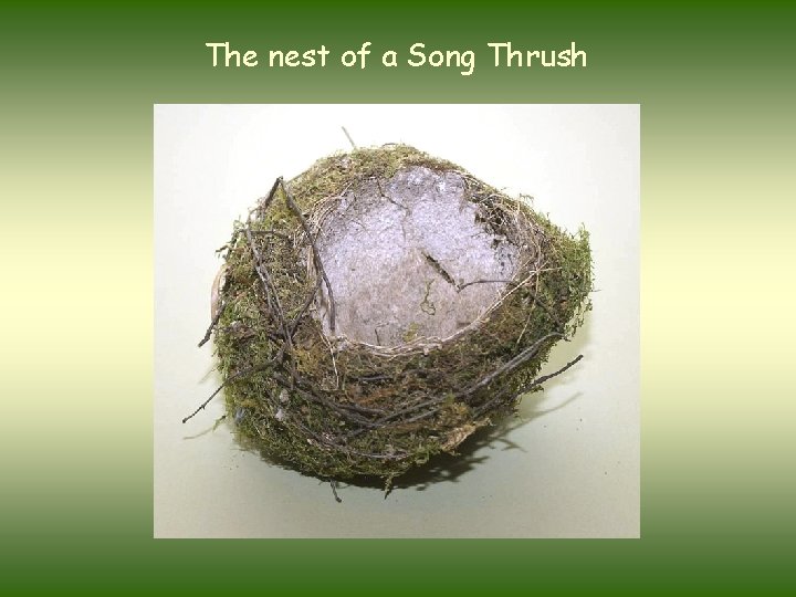 The nest of a Song Thrush 