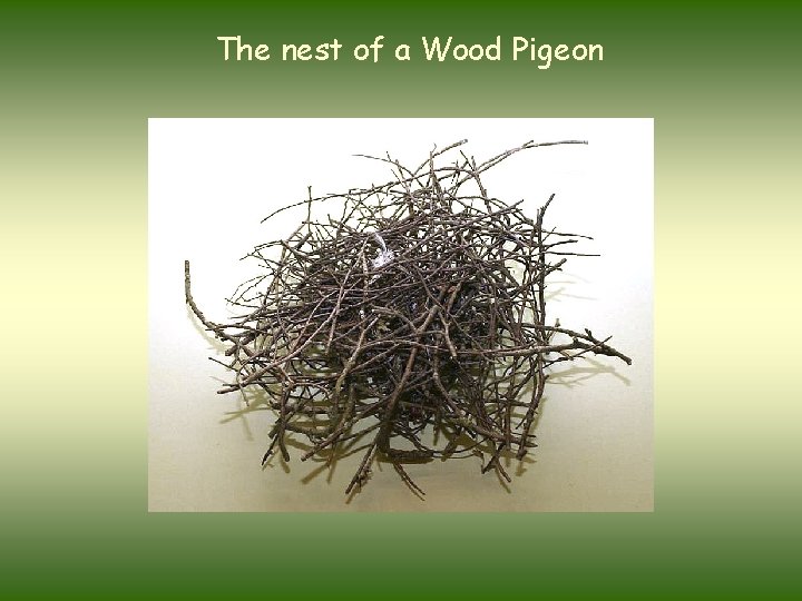 The nest of a Wood Pigeon 