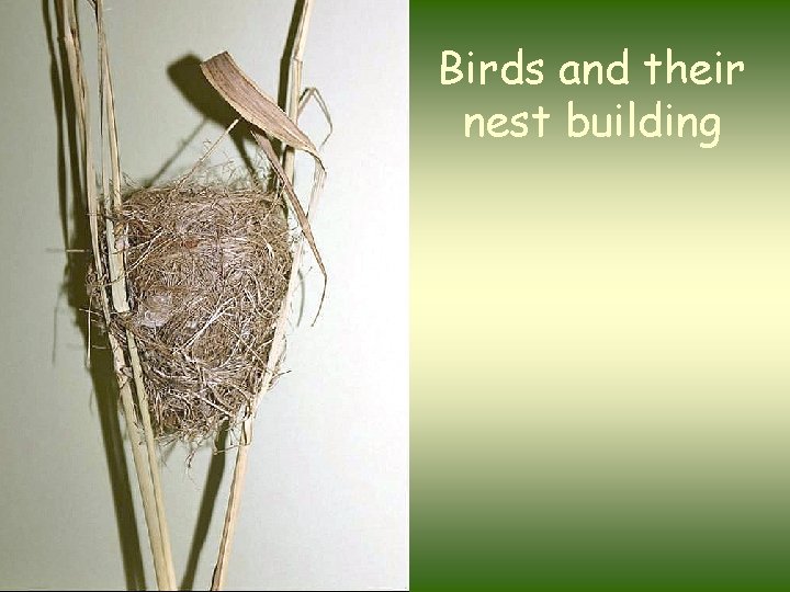 Birds and their nest building 