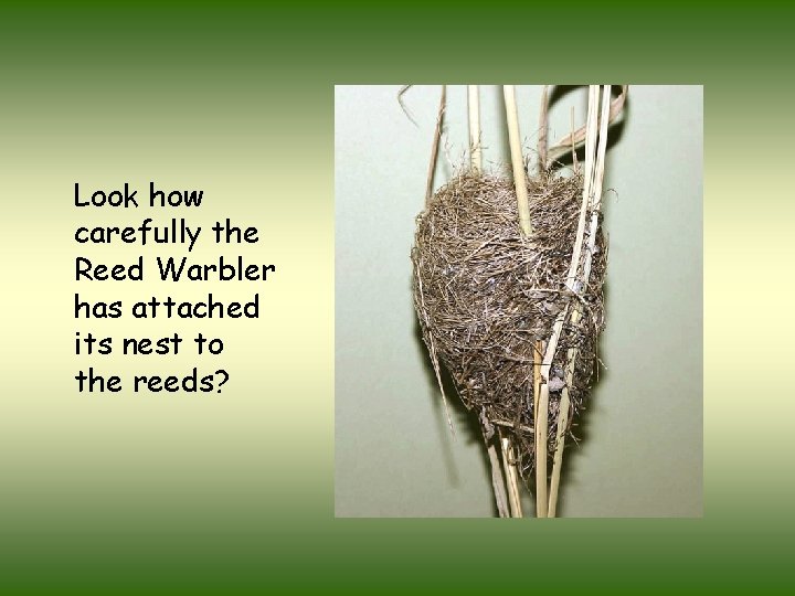 Look how carefully the Reed Warbler has attached its nest to the reeds? 
