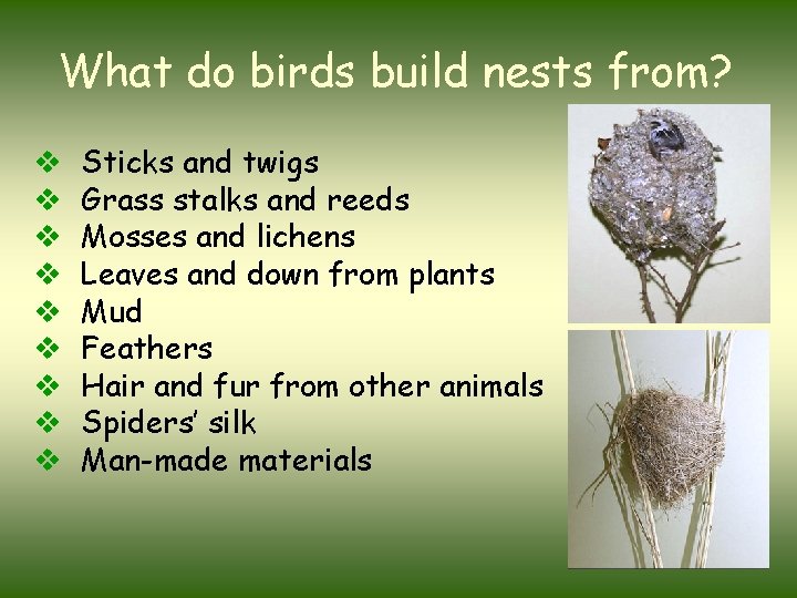 What do birds build nests from? v v v v v Sticks and twigs