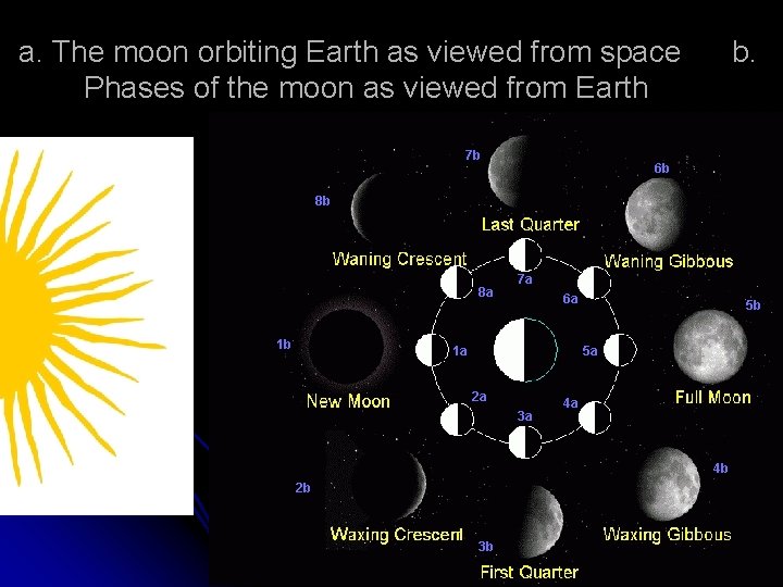 a. The moon orbiting Earth as viewed from space b. Phases of the moon