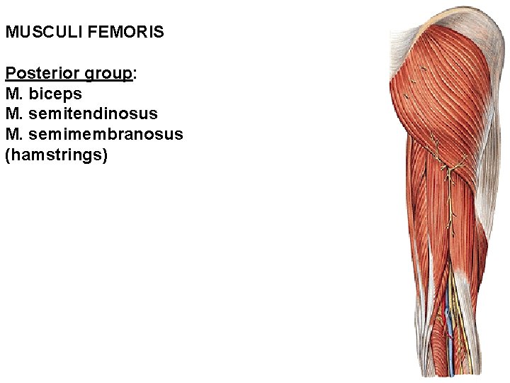 MUSCULI FEMORIS Posterior group: M. biceps M. semitendinosus M. semimembranosus (hamstrings) 