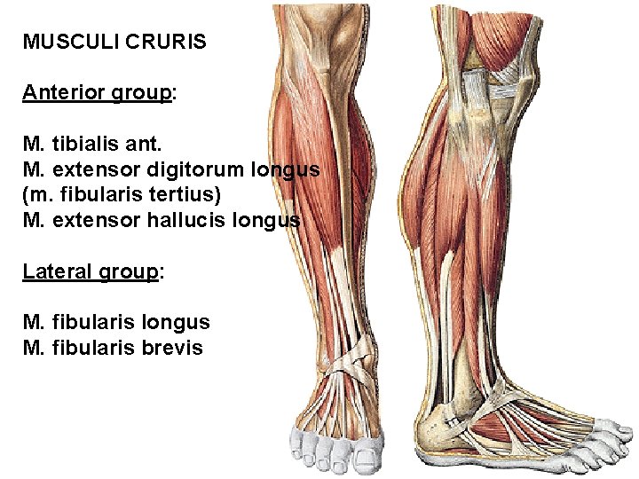 MUSCULI CRURIS Anterior group: M. tibialis ant. M. extensor digitorum longus (m. fibularis tertius)
