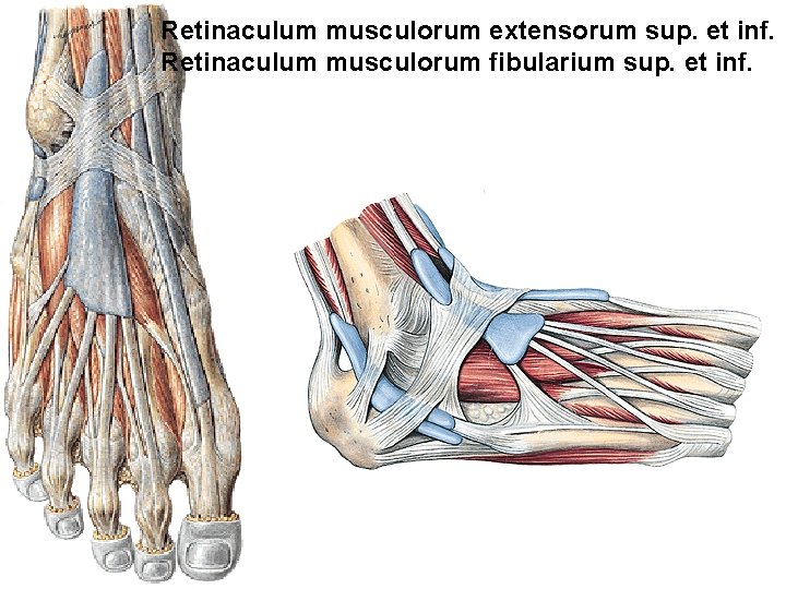 Retinaculum musculorum extensorum sup. et inf. Retinaculum musculorum fibularium sup. et inf. 