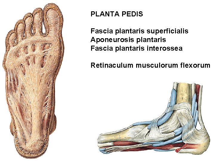 PLANTA PEDIS Fascia plantaris superficialis Aponeurosis plantaris Fascia plantaris interossea Retinaculum musculorum flexorum 