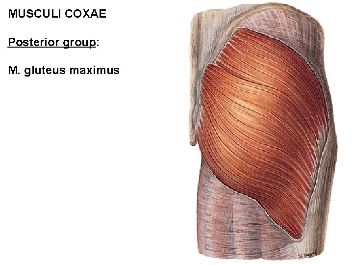 MUSCULI COXAE Posterior group: M. gluteus maximus 