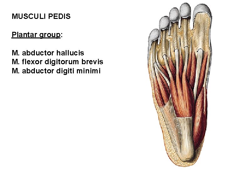 MUSCULI PEDIS Plantar group: M. abductor hallucis M. flexor digitorum brevis M. abductor digiti